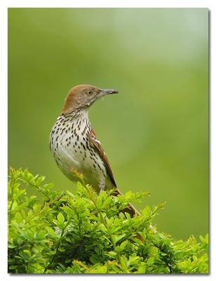 Brown Thrasher