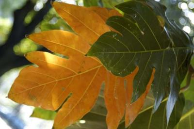 Leaves