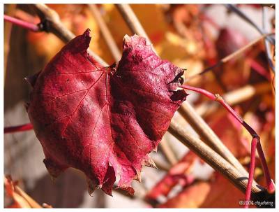 Autumn color