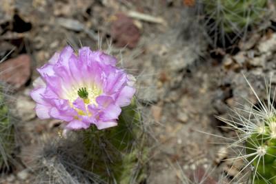 CRW_4138.jpg