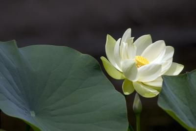 CRW_4143.jpg
