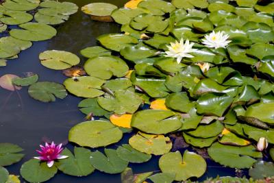 CRW_4167.jpg