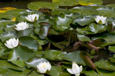 CRW_4172.jpg