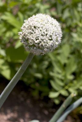 CRW_4193.jpg