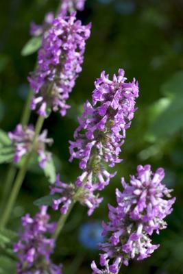 CRW_4195.jpg