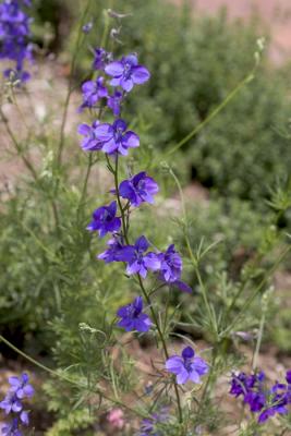CRW_4203.jpg
