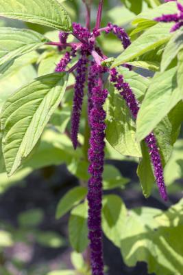 CRW_4208.jpg