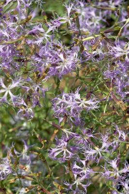 CRW_4209.jpg