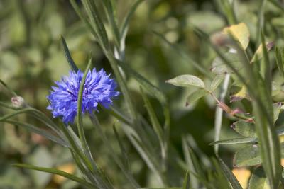 CRW_4210.jpg