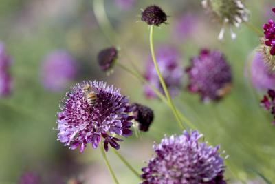 CRW_4211.jpg