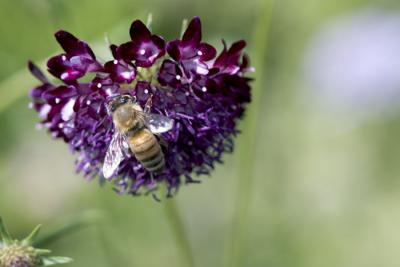 CRW_4213.jpg