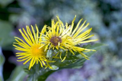 CRW_4215.jpg