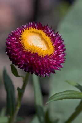 CRW_4220.jpg