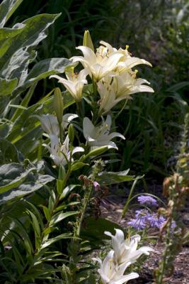 CRW_4229.jpg