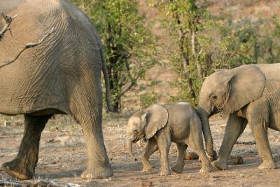 youngster nudging the baby along (Mashatu)