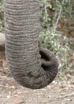 Ele trunk (Mashatu)