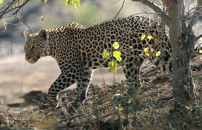 Leopard (Mashatu)