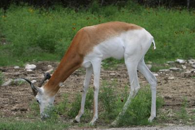 Dama Gazelle