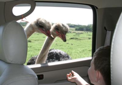 nosy ostrich