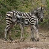 Zebra (Mashatu)