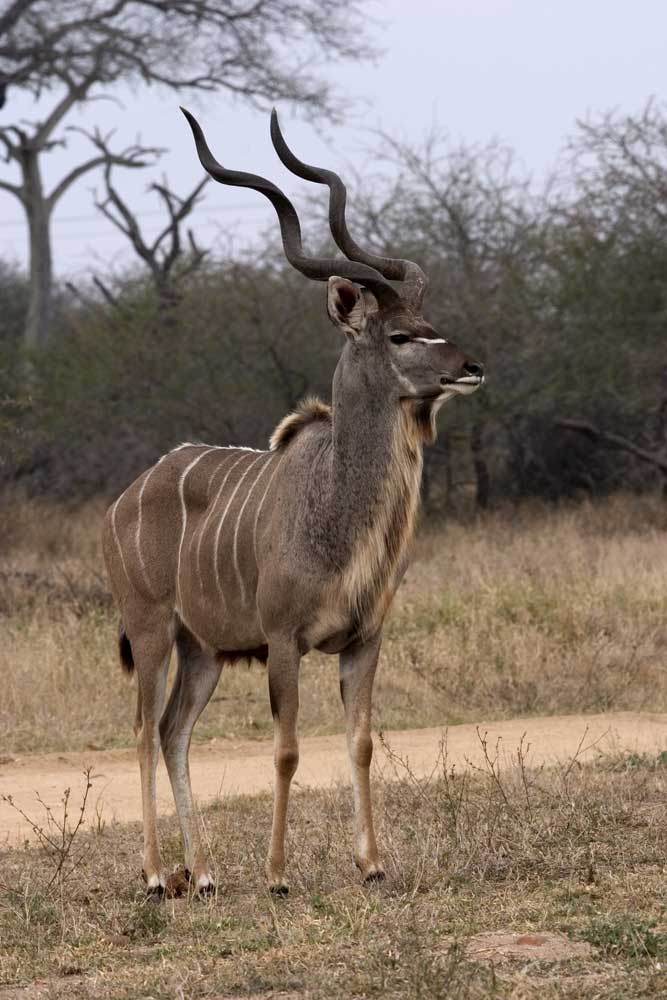 Kudu