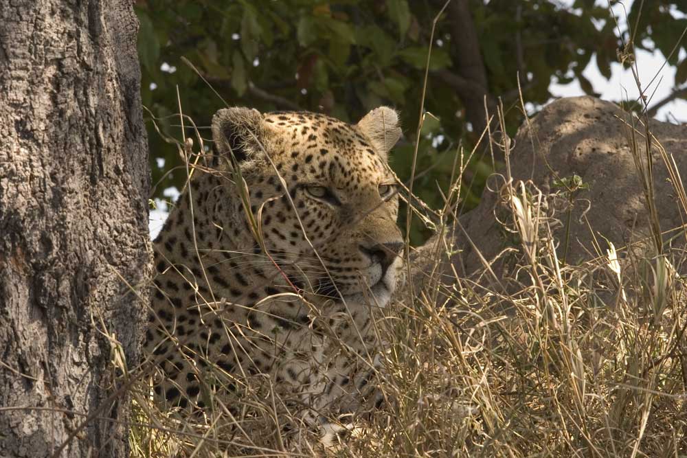 MalaMala close up Leopard