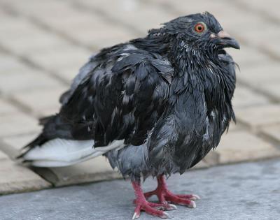Pigeon with short live-by-date