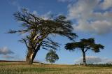 Peper Harow Trees