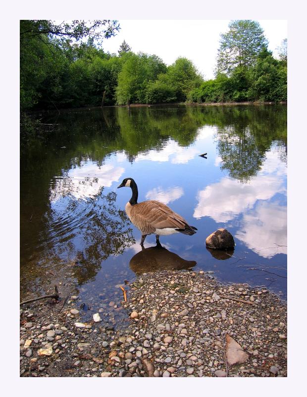 Canada goose