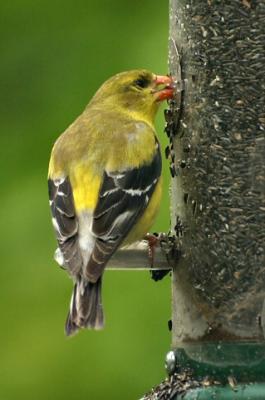 22 May - female goldfinch