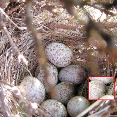 15-MAY-04   AMERICAN SONG SPARROW NEST