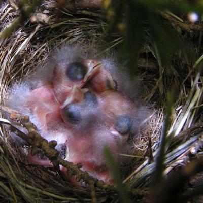 four baby sparrows