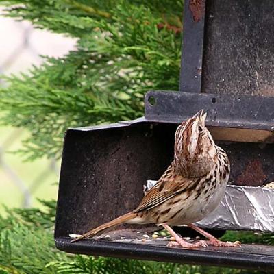 SONG SPARROW