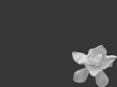 gardenia.bmp