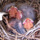 SONG SPARROW BABIES