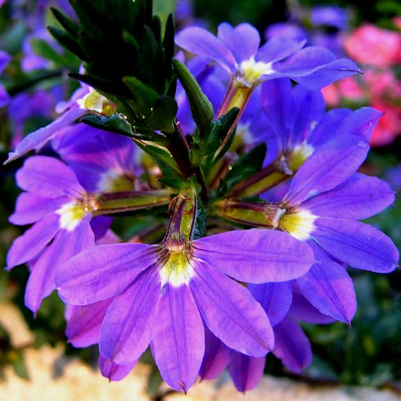scaevola