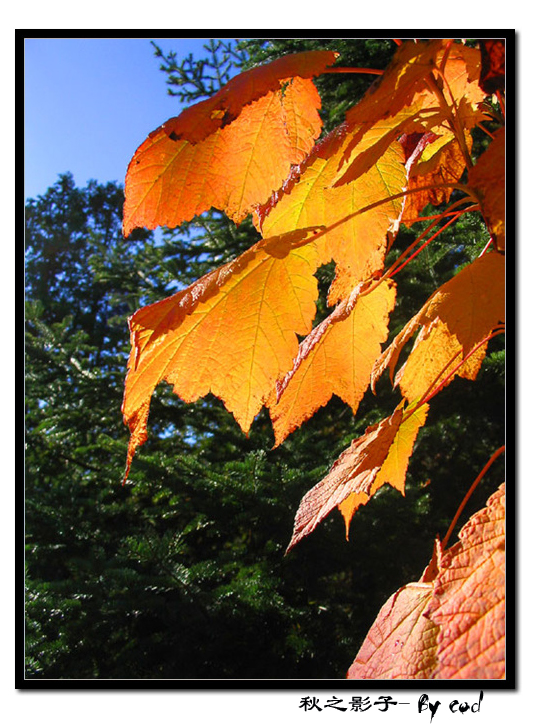 fall2004015.jpg
