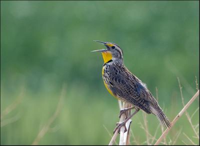 Western Meadowlark