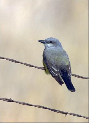 Cassin's Kingbird