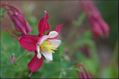 Red Columbine