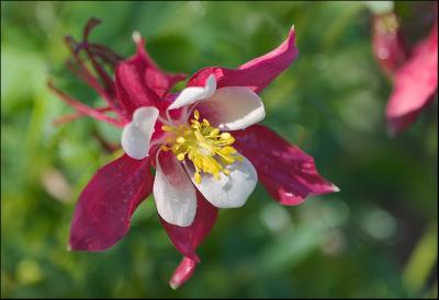 Red Columbine