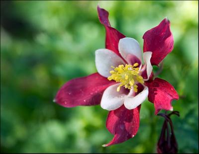 Red Columbine