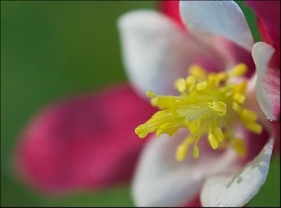 Red Columbine Close-up