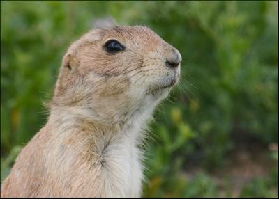 Prairie Dog