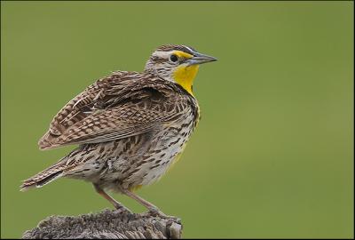 Western Meadowlark