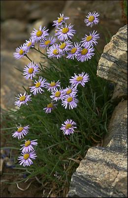 High Country Wildflower
