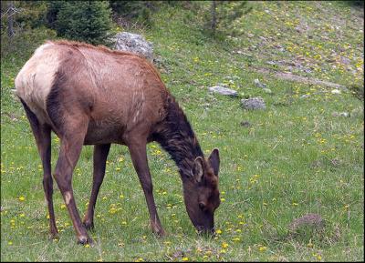 Cow Elk