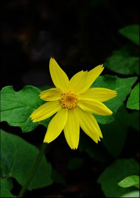 High Country Wildflower