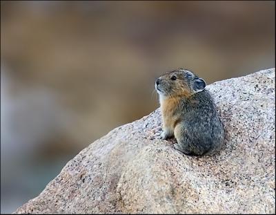 Pika (Ochotona Princeps)