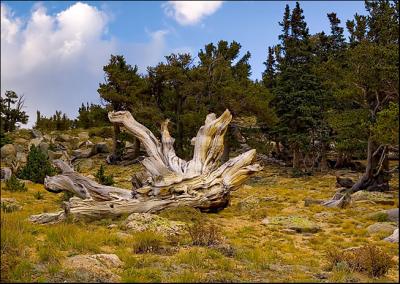 Bristlecone Pine...Down and Out.